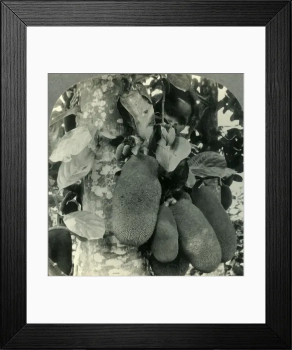 Framed Print : Tropical Fruit as it Grows on the Island of Java, c1930s. Creator: Unknown Framed Print : Tropical Fruit as it Grows on the Island of Java, c1930s. Creator: Unknown