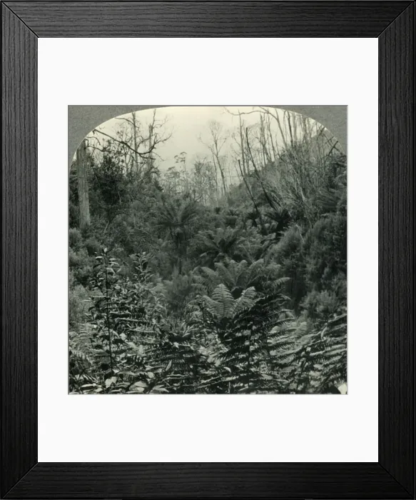 Framed Print : Typically Australian - Fern trees in Cawoods Gully, Apollo Bay, Victoria, Australia, c1930s Framed Print : Typically Australian - Fern trees in Cawoods Gully, Apollo Bay, Victoria, Australia, c1930s