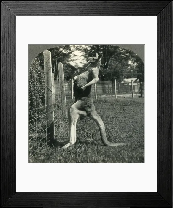 Framed Print : The Kangaroo, Native Only to Australia, Melbourne, Victoria, c1930s. Creator: Unknown Framed Print : The Kangaroo, Native Only to Australia, Melbourne, Victoria, c1930s. Creator: Unknown