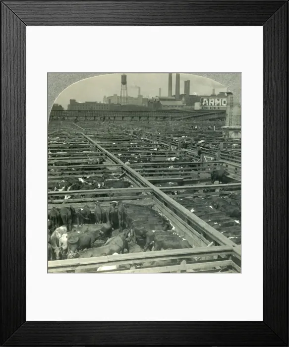 Framed Print : The Great Union Stock Yards, Largest Live Stock Market on Earth, Chicago, Illinois, c1930s Framed Print : The Great Union Stock Yards, Largest Live Stock Market on Earth, Chicago, Illinois, c1930s