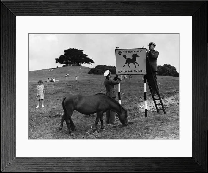 Framed Print : Beware of animals a road sign in Lyndhurst, New Forest 1955. Creator: Unknown Framed Print : Beware of animals a road sign in Lyndhurst, New Forest 1955. Creator: Unknown