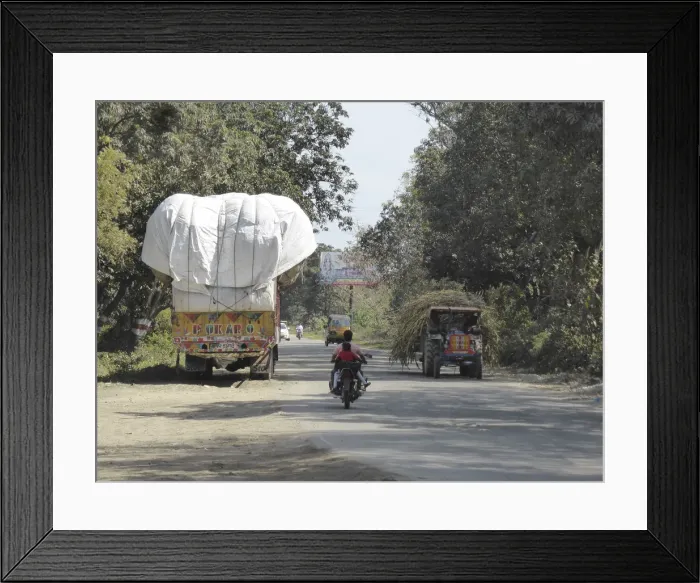 Framed Print : Trucks with heavy loads of sugar cane, Uttarakhand, India. Creator: Unknown Framed Print : Trucks with heavy loads of sugar cane, Uttarakhand, India. Creator: Unknown