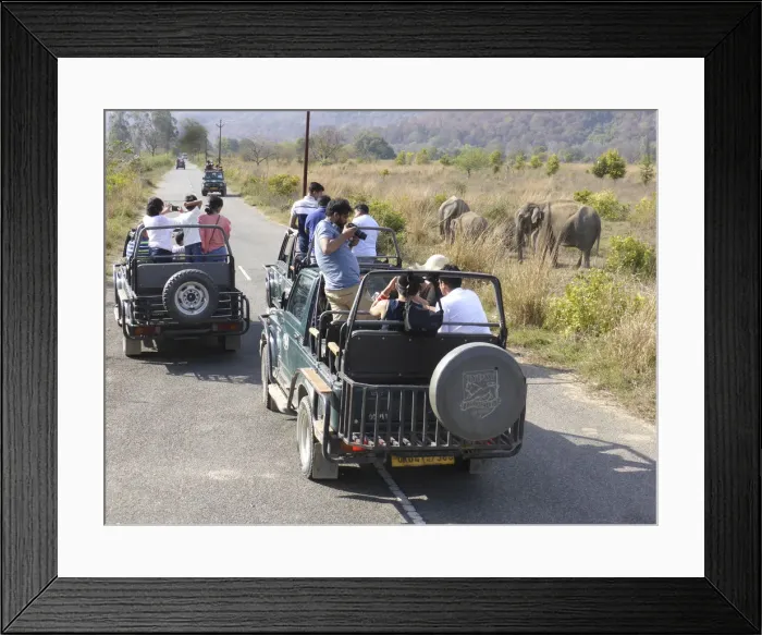 Framed Print : Elephants, Jim Corbett Tiger reserve, Uttarakhand, India. Creator: Unknown Framed Print : Elephants, Jim Corbett Tiger reserve, Uttarakhand, India. Creator: Unknown