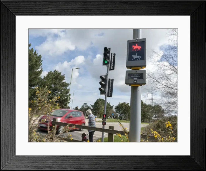 Framed Print : Pedestrian with dog using pelican crossing on road at Dibden Purlieu, Hampshire 2016 Framed Print : Pedestrian with dog using pelican crossing on road at Dibden Purlieu, Hampshire 2016