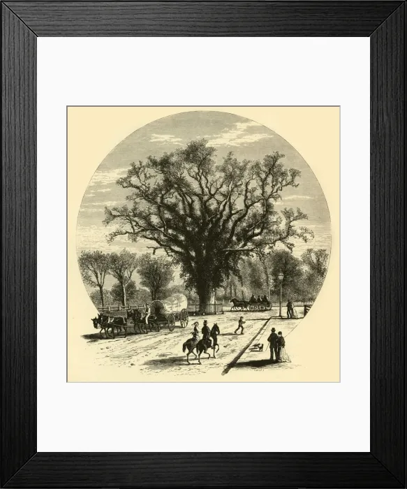 Framed Print : Washington Elm, Cambridge, 1874. Creator: John J. Harley Framed Print : Washington Elm, Cambridge, 1874. Creator: John J. Harley