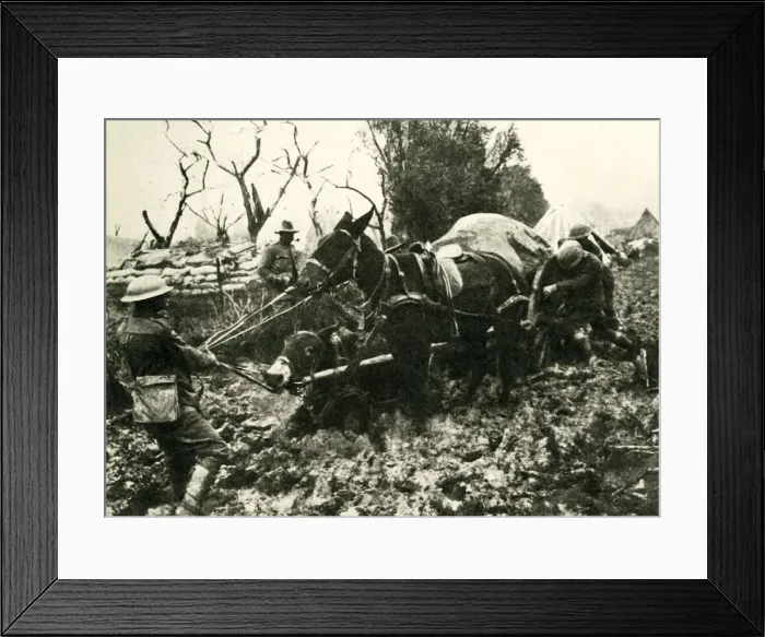Framed Print : Transport Difficulties in the Swamps of Flanders, First World War, 1917, (c1920) Framed Print : Transport Difficulties in the Swamps of Flanders, First World War, 1917, (c1920)