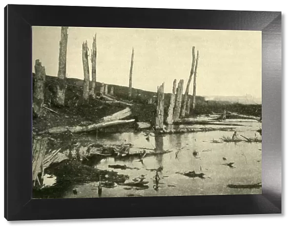 Blasted trees by the River Ancre, northern France, First World War, 1916, (c1920)