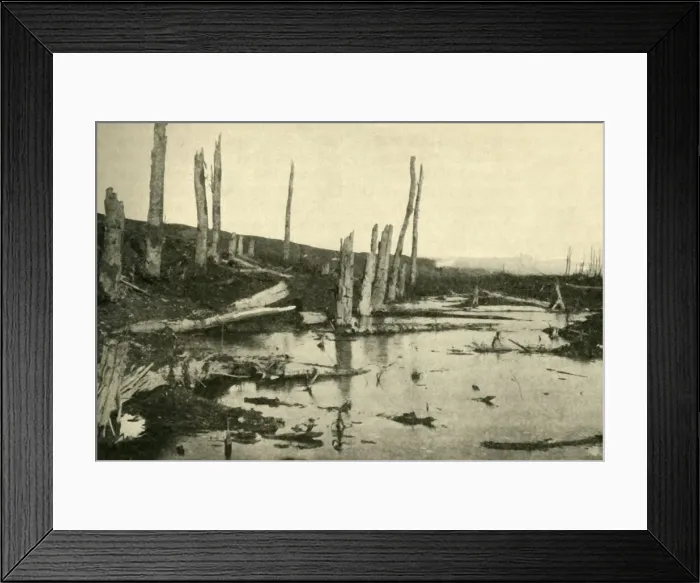 Framed Print : Blasted trees by the River Ancre, northern France, First World War, 1916, (c1920) Framed Print : Blasted trees by the River Ancre, northern France, First World War, 1916, (c1920)