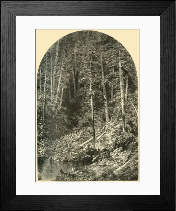 Framed Print : Pine Forest on West Branch of the Susquehanna, 1874. Creator: Unknown Framed Print : Pine Forest on West Branch of the Susquehanna, 1874. Creator: Unknown