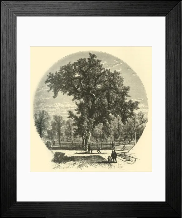 Framed Print : Old Elm, Boston Common, 1874. Creator: John Filmer Framed Print : Old Elm, Boston Common, 1874. Creator: John Filmer