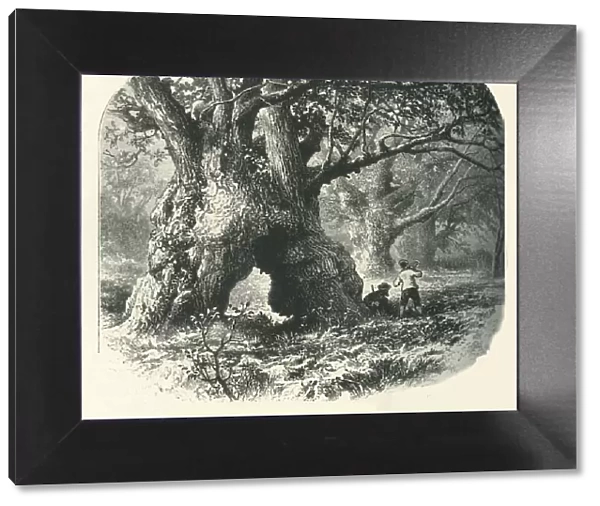 Oaks in Needwood Forest, c1870