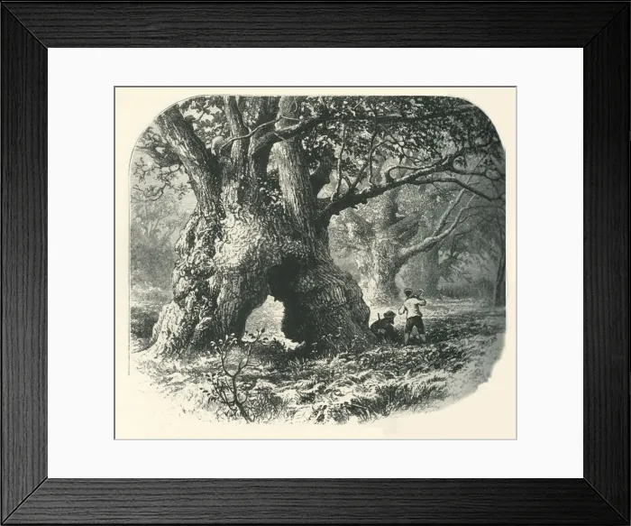 Framed Print : Oaks in Needwood Forest, c1870 Framed Print : Oaks in Needwood Forest, c1870
