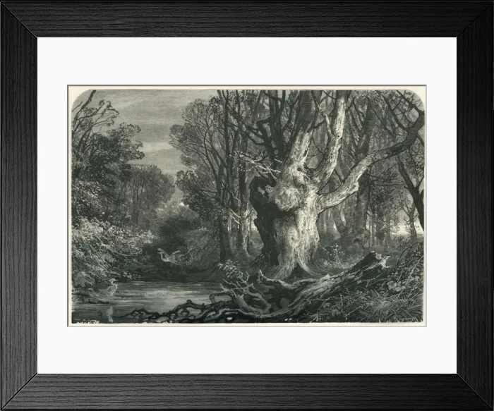 Framed Print : Near Lymington, in the New Forest, c1870 Framed Print : Near Lymington, in the New Forest, c1870