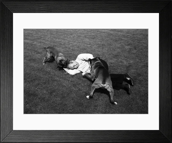 Framed Print : John Surtees playing with his pet dogs at home 1966. Creator: Unknown Framed Print : John Surtees playing with his pet dogs at home 1966. Creator: Unknown