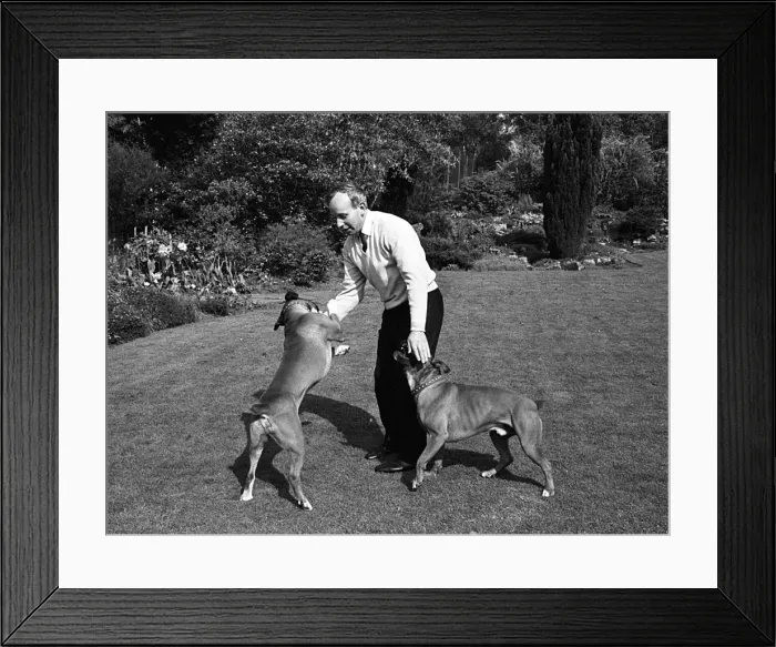Framed Print : John Surtees playing with his pet dogs at home 1966. Creator: Unknown Framed Print : John Surtees playing with his pet dogs at home 1966. Creator: Unknown