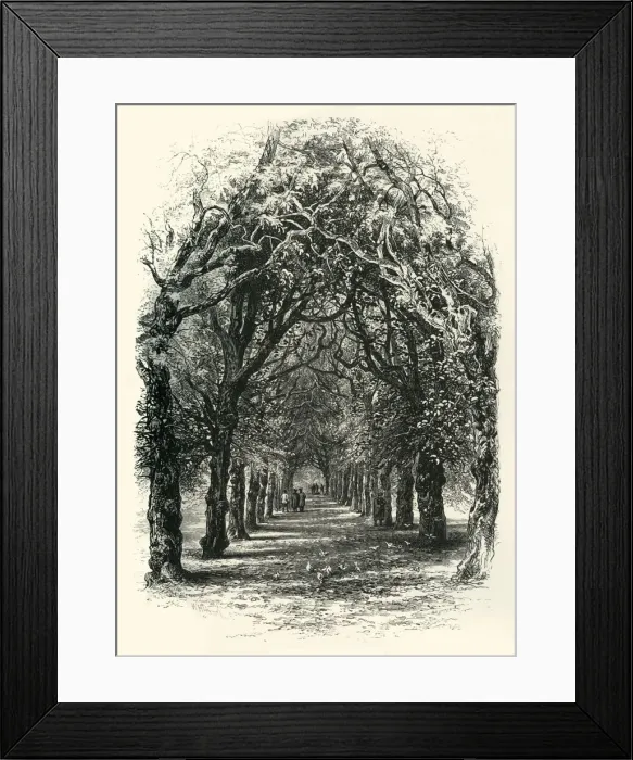 Framed Print : The Lime Walk, Trinity, c1870 Framed Print : The Lime Walk, Trinity, c1870