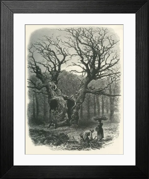 Framed Print : William the Conquerors Oak, c1870 Framed Print : William the Conquerors Oak, c1870