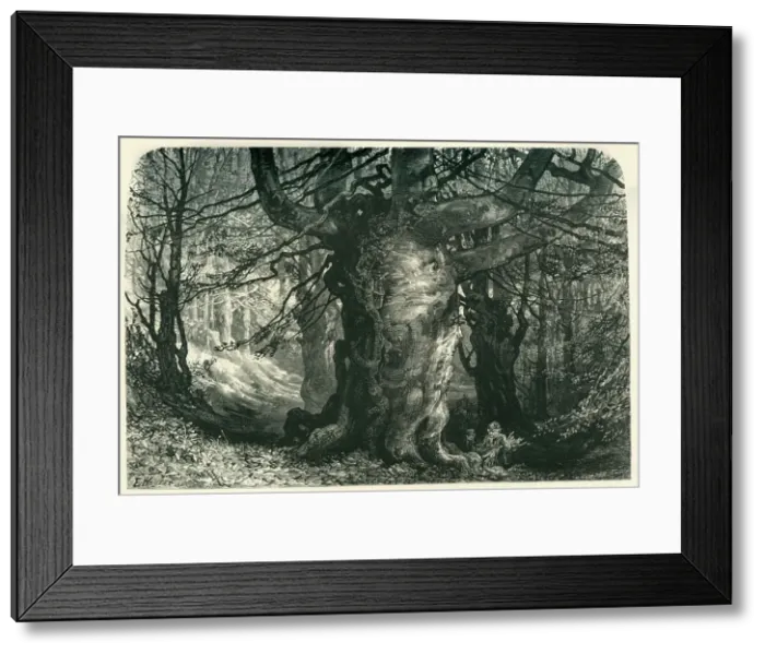 Framed Print : Burnham Beeches, c1870 Framed Print : Burnham Beeches, c1870