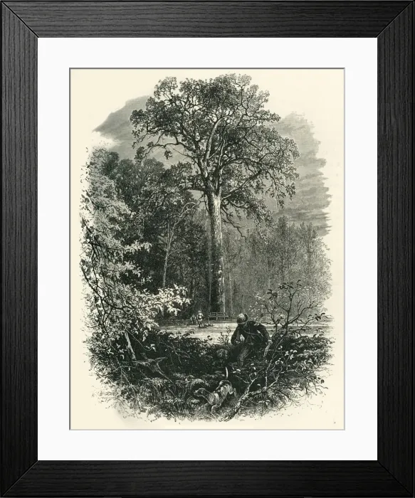 Framed Print : The Victoria Oak, Windsor Forest, c1870 Framed Print : The Victoria Oak, Windsor Forest, c1870