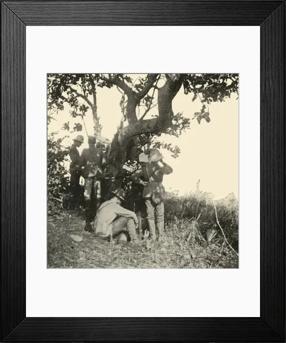 Framed Print : Tree from which Captain Paget... Saw... San Juan Battle, Spanish-American War, June 1898, (1899) Framed Print : Tree from which Captain Paget... Saw... San Juan Battle, Spanish-American War, June 1898, (1899)