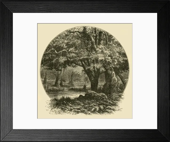 Framed Print : Oaks at Bradgate, 1898. Creator: Unknown Framed Print : Oaks at Bradgate, 1898. Creator: Unknown