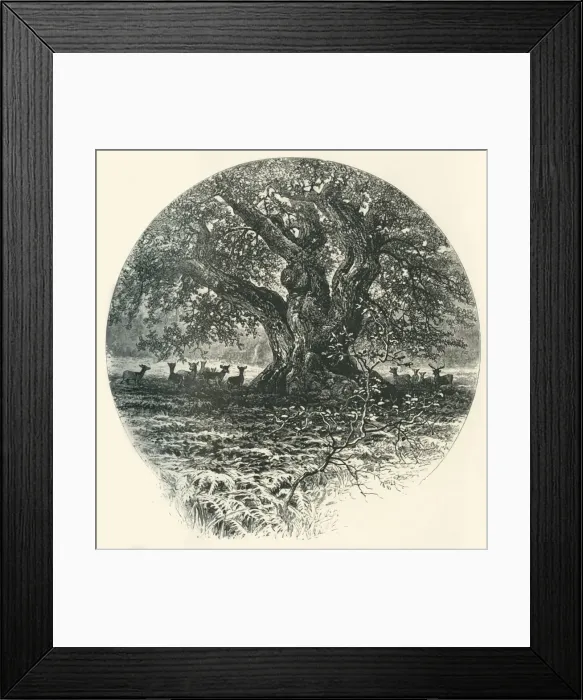 Framed Print : The King of the Border. c1870 Framed Print : The King of the Border. c1870