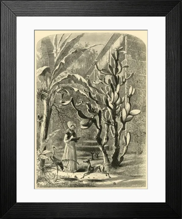 Framed Print : A Garden in Florida, 1872. Creator: John J. Harley Framed Print : A Garden in Florida, 1872. Creator: John J. Harley