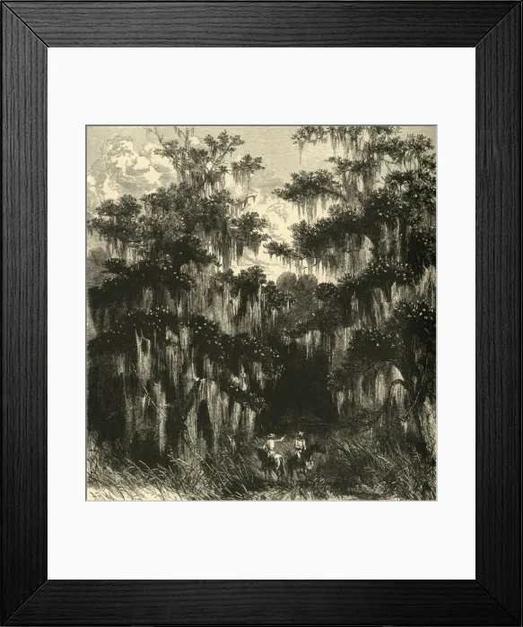 Framed Print : Magnolia Swamp, 1872. Creator: Alfred Waud Framed Print : Magnolia Swamp, 1872. Creator: Alfred Waud