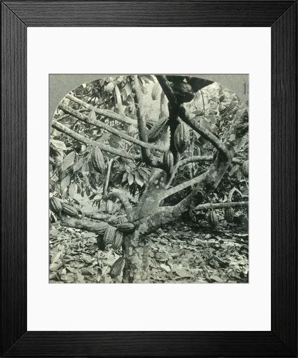 Framed Print : The Eccentric Growth of Cocoa Pods, Dominica, British West Indies, c1930s. Creator: Unknown Framed Print : The Eccentric Growth of Cocoa Pods, Dominica, British West Indies, c1930s. Creator: Unknown
