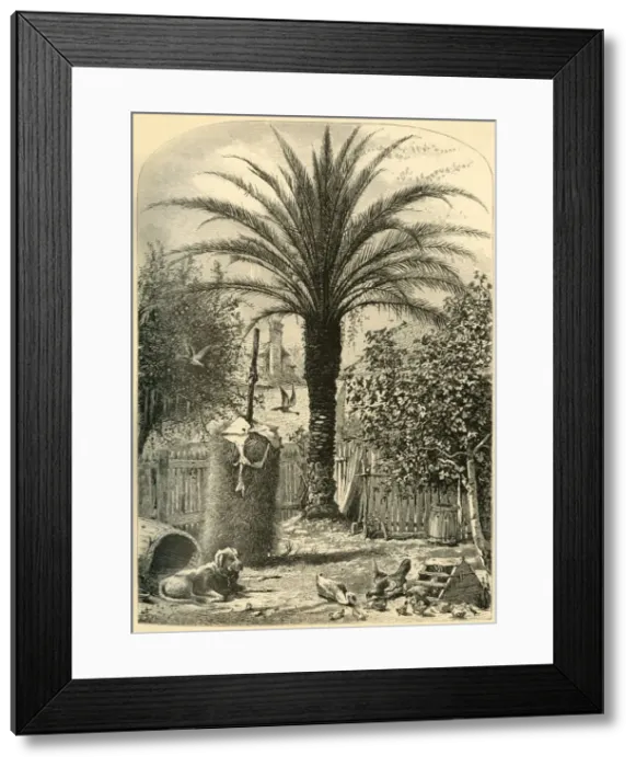 Framed Print : Scene in St. Augustine - The Date Palm, 1872. Creator: John J. Harley Framed Print : Scene in St. Augustine - The Date Palm, 1872. Creator: John J. Harley