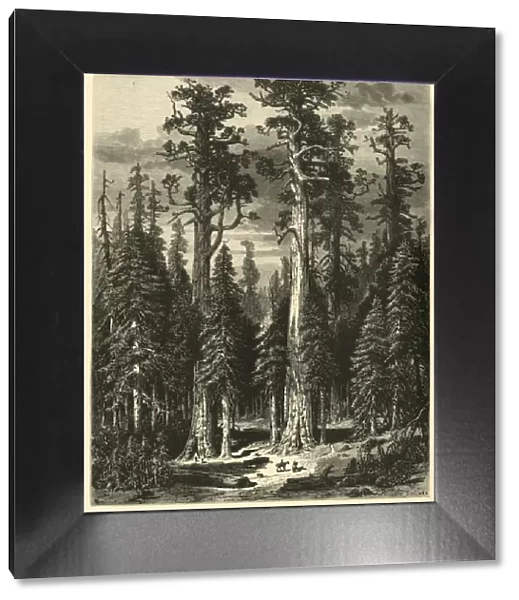 Big Trees - Mariposa Grove, 1872. Creator: John Filmer