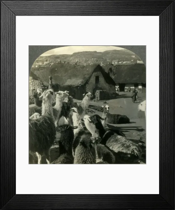 Framed Print : Llamas, S. American Cousins of the Camel, Resting between Journeys, Cerro de Pasco, Peru, c1930s Framed Print : Llamas, S. American Cousins of the Camel, Resting between Journeys, Cerro de Pasco, Peru, c1930s