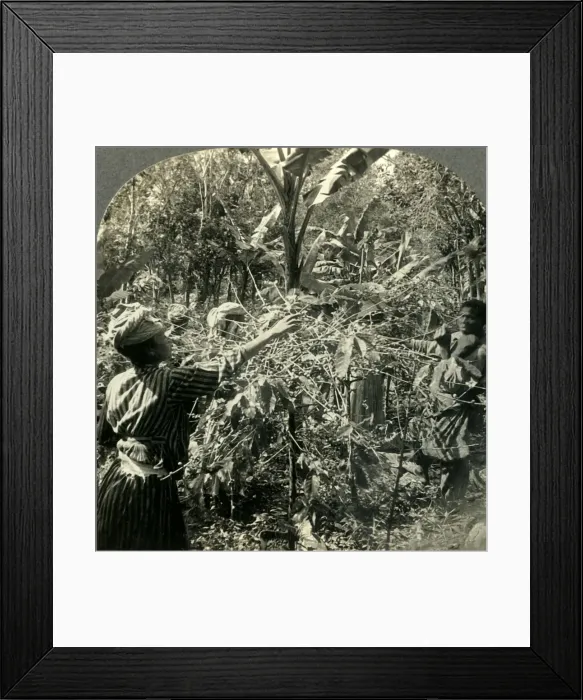 Framed Print : Coffee Pickers at Work, Plantation Scene in Guadeloupe, French West Indies, c1930s Framed Print : Coffee Pickers at Work, Plantation Scene in Guadeloupe, French West Indies, c1930s