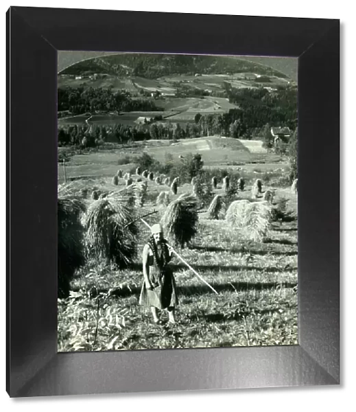 A Telemarken Harvest Scene near Saude, Norway, c1930s. Creator: Unknown