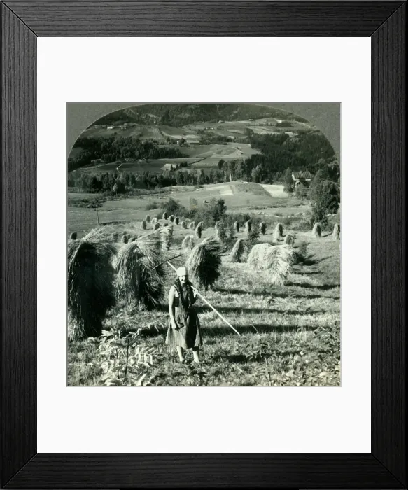 Framed Print : A Telemarken Harvest Scene near Saude, Norway, c1930s. Creator: Unknown Framed Print : A Telemarken Harvest Scene near Saude, Norway, c1930s. Creator: Unknown