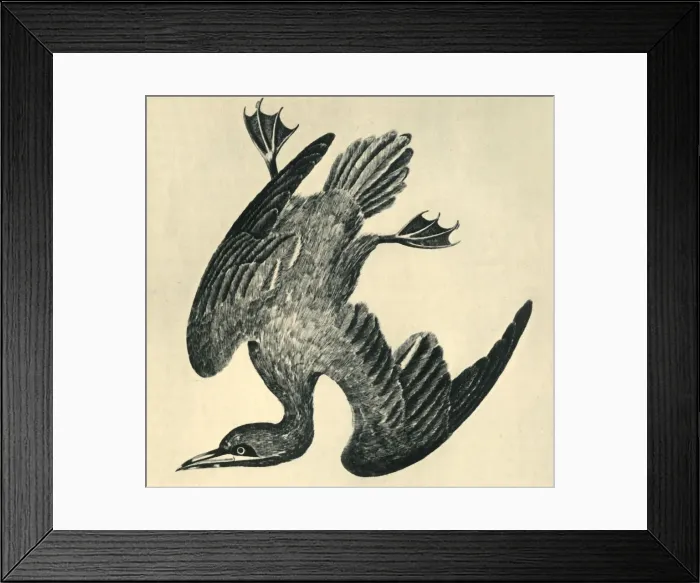 Framed Print : Gannet, 1799, (1946). Creator: Moses Griffiths Framed Print : Gannet, 1799, (1946). Creator: Moses Griffiths