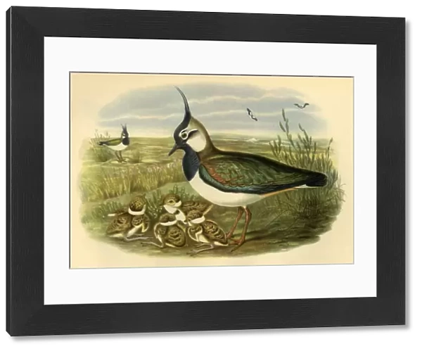 Lapwing and Young, 1865, (1942). Creator: John Gould