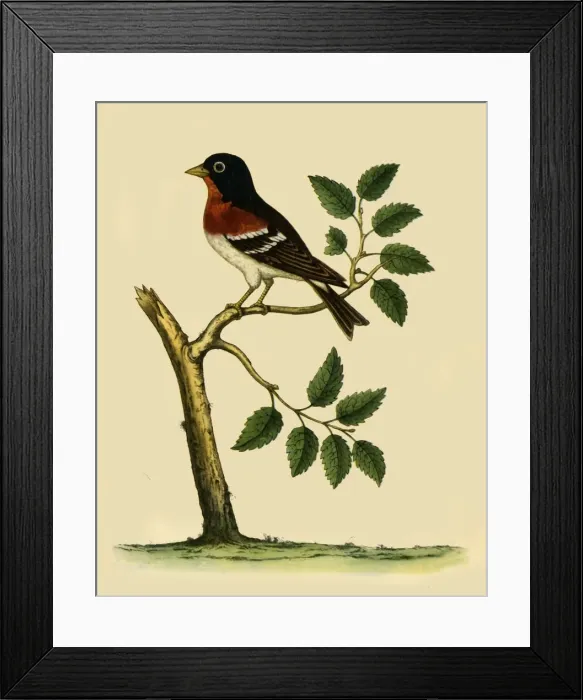 Framed Print : Brambling, 1738, (1942). Creator: Eleazar Albin
