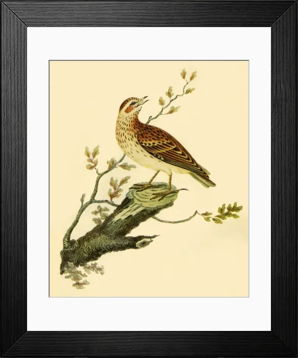 Framed Print : Woodlark, 1821, (1942). Creator: George Graves Framed Print : Woodlark, 1821, (1942). Creator: George Graves