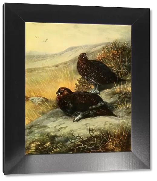 Red Grouse, 1908, (1942). Creator: Archibald Thorburn