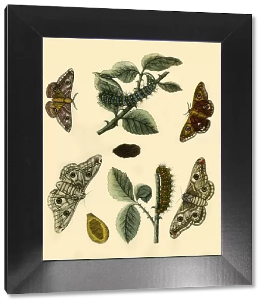 Emperor Moth, 1749, (1943). Creator: H Terasson