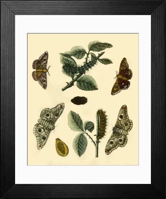 Framed Print : Emperor Moth, 1749, (1943). Creator: H Terasson Framed Print : Emperor Moth, 1749, (1943). Creator: H Terasson