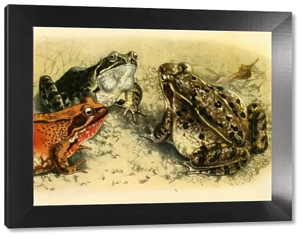 Common Frogs, 1908, (1943). Creator: Unknown