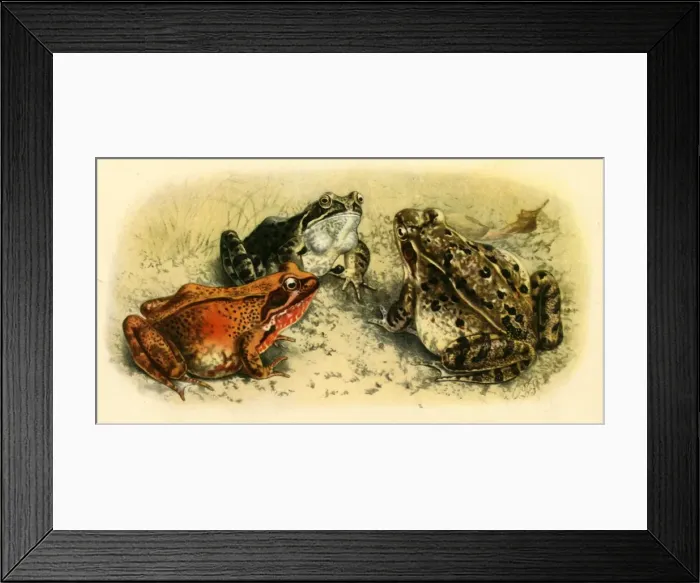 Framed Print : Common Frogs, 1908, (1943). Creator: Unknown Framed Print : Common Frogs, 1908, (1943). Creator: Unknown