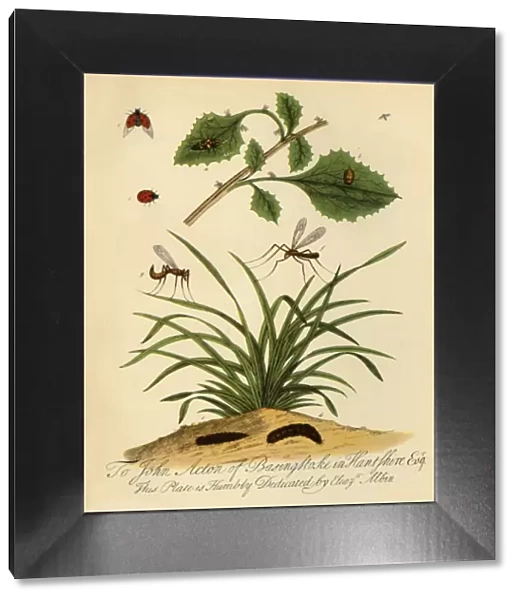 Ladybird and Daddy-Long-Legs: Coccinella and Tipula oleracea, 1720, (1945). Creator: Halett