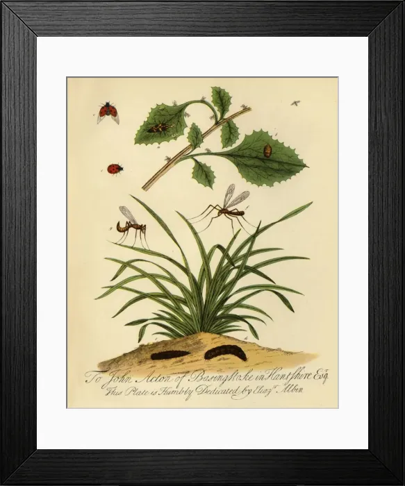 Framed Print : Ladybird and Daddy-Long-Legs: Coccinella and Tipula oleracea, 1720, (1945). Creator: Halett Framed Print : Ladybird and Daddy-Long-Legs: Coccinella and Tipula oleracea, 1720, (1945). Creator: Halett