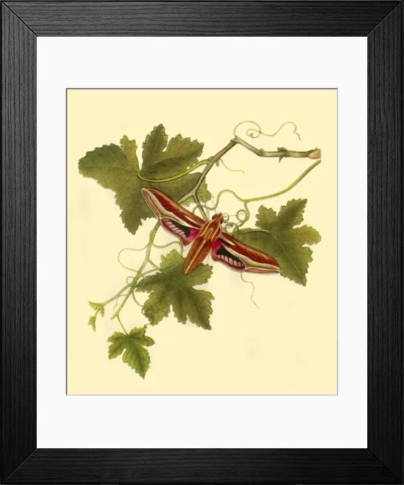 Framed Print : Silver Stripe Hawk Moth: Sphinx celerio, 1797, (1945). Creator: Edward Donovan