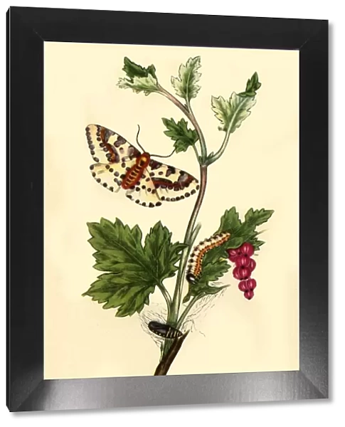 Magpie or Currant Moth: Phalaena grossulariata, 1813, (1945). Creator: Edward Donovan