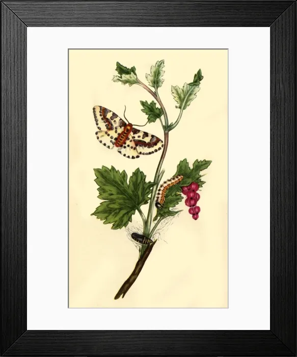 Framed Print : Magpie or Currant Moth: Phalaena grossulariata, 1813, (1945). Creator: Edward Donovan Framed Print : Magpie or Currant Moth: Phalaena grossulariata, 1813, (1945). Creator: Edward Donovan