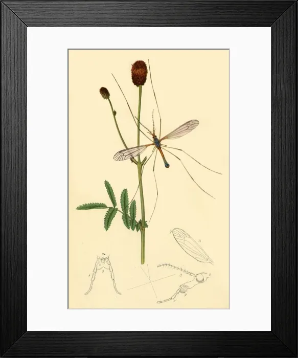 Framed Print : Crane-Fly: Tipula longicornis, 1834, (1945). Creator: John Curtis Framed Print : Crane-Fly: Tipula longicornis, 1834, (1945). Creator: John Curtis